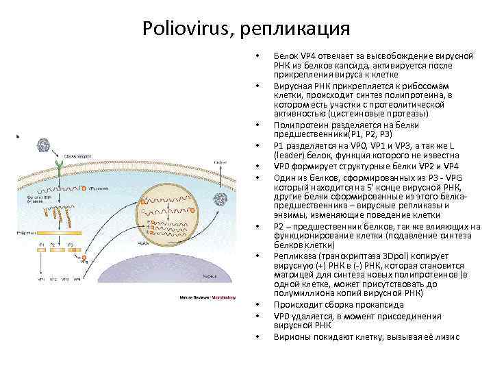 Poliovirus, репликация • • • Белок VP 4 отвечает за высвобождение вирусной РНК из