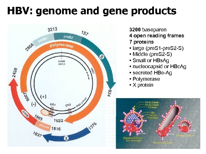 HBV: genome and gene products 3200 baseparen 4 open reading frames 7 proteins •