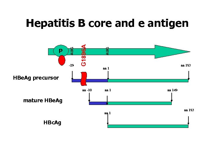 -29 AUG G 1896 A P AUG Hepatitis B core and e antigen aa