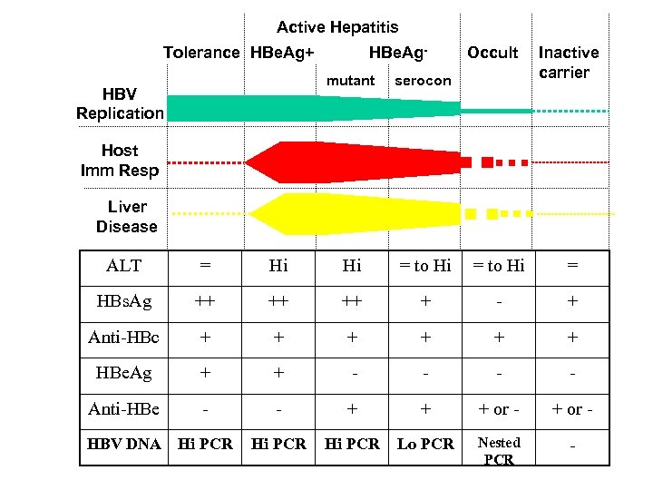 Active Hepatitis Tolerance HBe. Ag+ HBe. Ag- Occult mutant serocon HBV Replication Inactive carrier