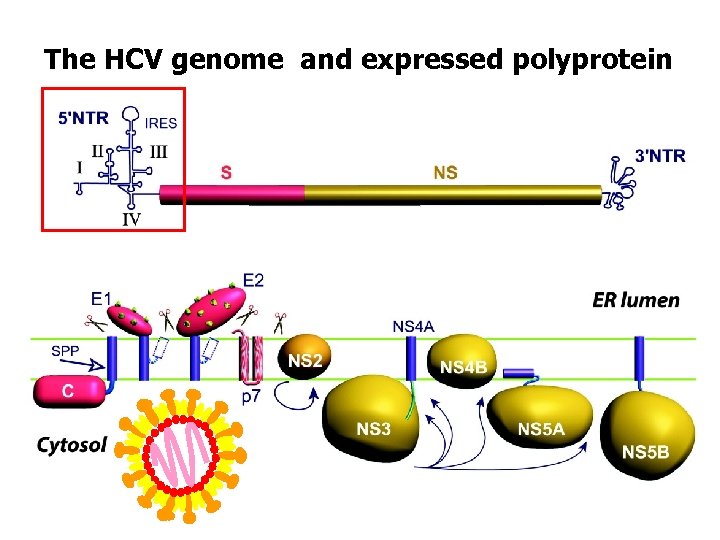 The HCV genome and expressed polyprotein 