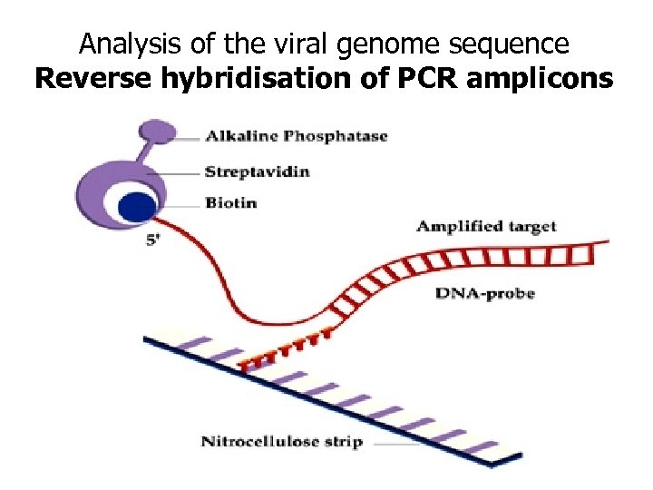 Analysis of the viral genome sequence Reverse hybridisation of PCR amplicons 