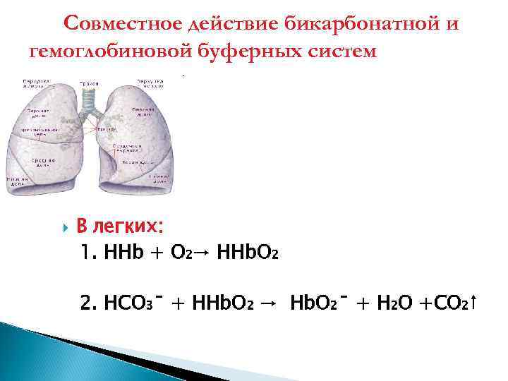 Совместное действие бикарбонатной и гемоглобиновой буферных систем В легких: 1. HHb + O 2→