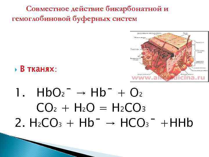 Совместное действие бикарбонатной и гемоглобиновой буферных систем В тканях: 1. Hb. O 2ˉ →