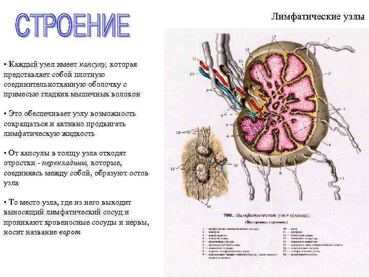 Строение лимфатического узла рисунок