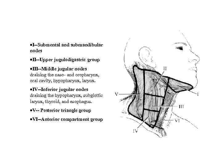 ·I--Submental and submandibular nodes ·II--Upper jugulodigastric group ·III--Middle jugular nodes draining the naso- and