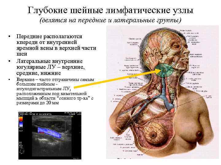 Глубокие шейные лимфатические узлы (делятся на передние и латеральные группы) • Передние располагаются кпереди