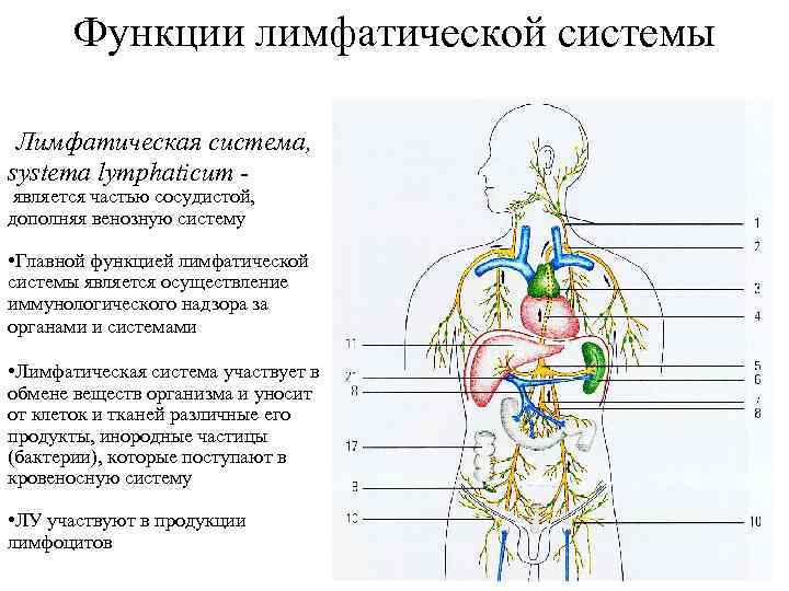 Лимфатическая система картинки анатомия