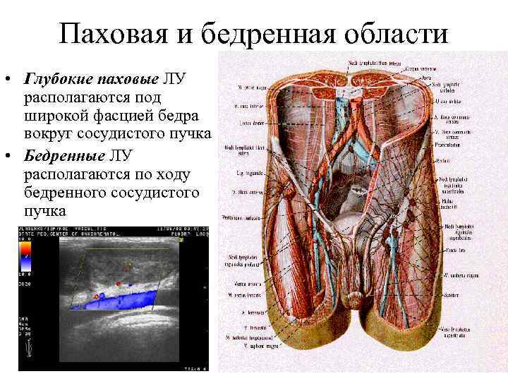 Паховая и бедренная области • Глубокие паховые ЛУ располагаются под широкой фасцией бедра вокруг