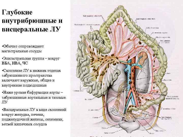 Глубокие внутрибрюшные и висцеральные ЛУ • Обычно сопровождают магистральные сосуды • Эпигастральная группа –