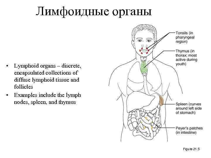 Лимфоидные органы • Lymphoid organs – discrete, encapsulated collections of diffuse lymphoid tissue and