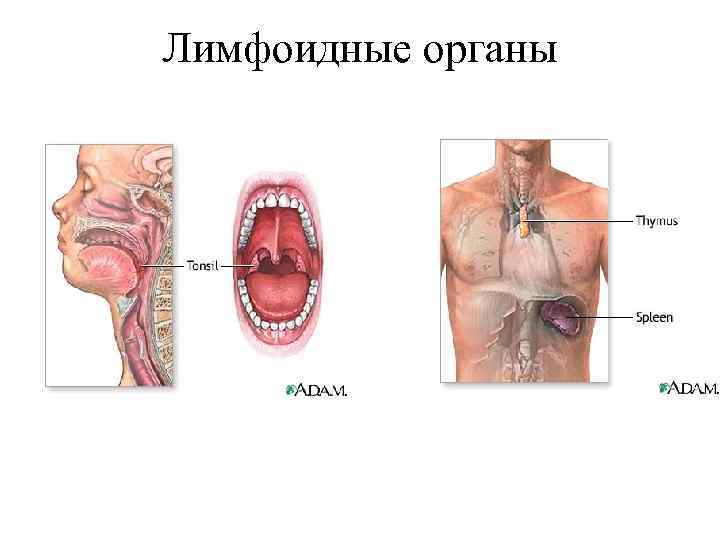 Лимфоидные органы 