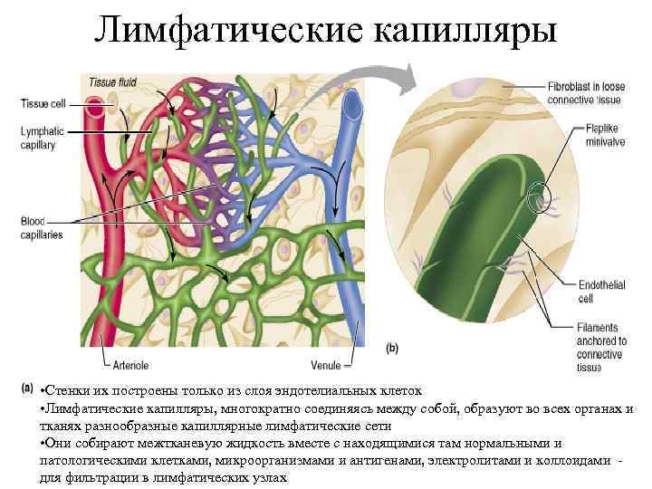 Лимфатические капилляры • Стенки их построены только из слоя эндотелиальных клеток • Лимфатические капилляры,