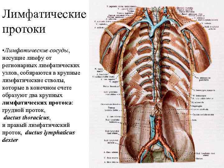 Подчелюстные лимфатические узлы фото