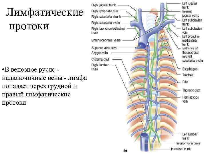 Лимфатические вены