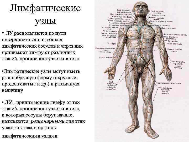 Лимфатические узлы • ЛУ располагаются по пути поверхностных и глубоких лимфатических сосудов и через