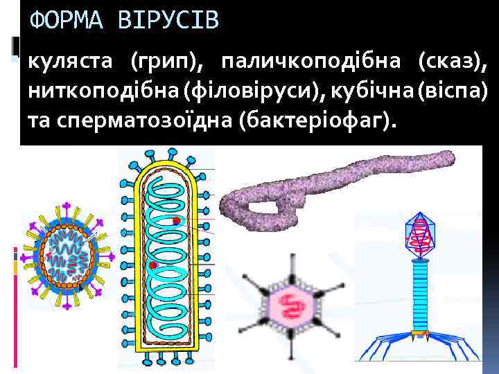 ФОРМА ВІРУСІВ куляста (грип), паличкоподібна (сказ), ниткоподібна (філовіруси), кубічна (віспа) та сперматозоїдна (бактеріофаг). 