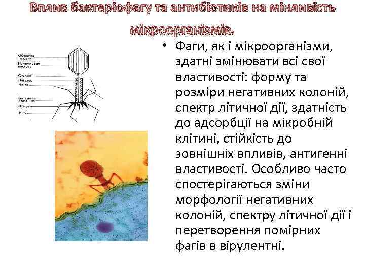 Вплив бактеріофагу та антибіотиків на мінливість мікроорганізмів. • Фаги, як і мікроорганізми, здатні змінювати