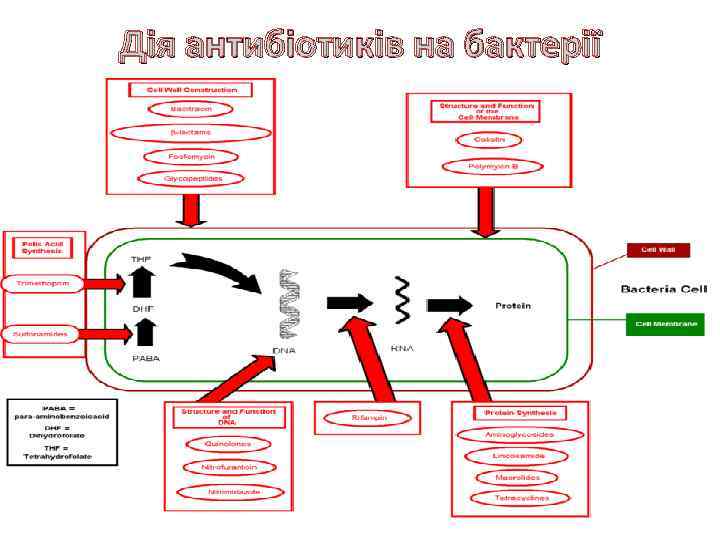 Дія антибіотиків на бактерії 
