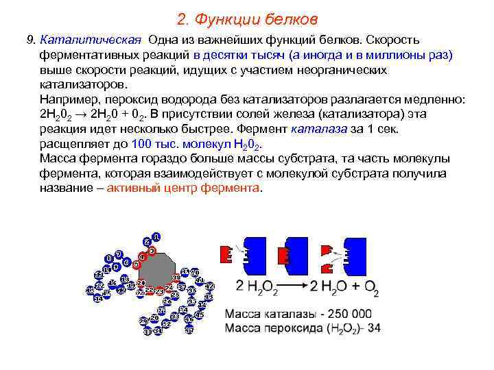 2. Функции белков 9. Каталитическая. Одна из важнейших функций белков. Скорость ферментативных реакций в