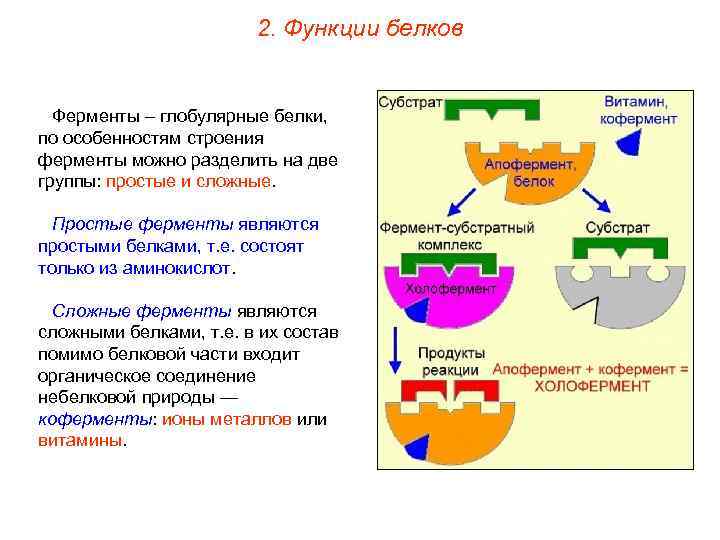 2. Функции белков Ферменты – глобулярные белки, по особенностям строения ферменты можно разделить на