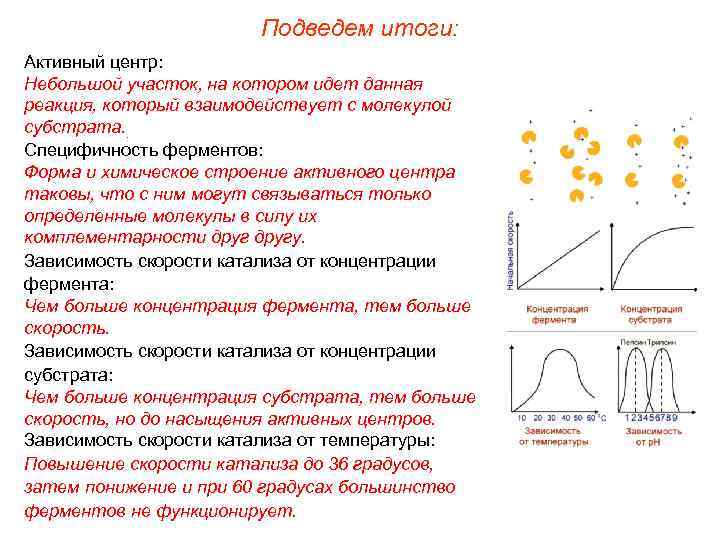 Подведем итоги: Активный центр: Небольшой участок, на котором идет данная реакция, который взаимодействует с