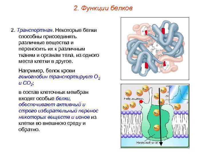 2. Функции белков 2. Транспортная. Некоторые белки способны присоединять различные вещества и переносить их