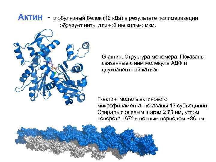 Глобулярные белки фото