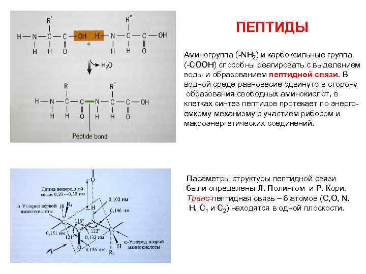 Пептидная группа атомов. Характеристики пептидной связи биохимия. Механизм образования пептидной связи. Схема образования пептидной связи. Строение пептидной группы.