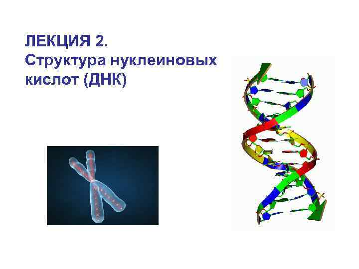 ЛЕКЦИЯ 2. Структура нуклеиновых кислот (ДНК) 