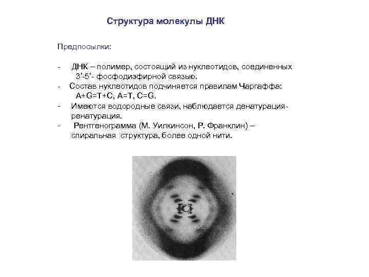 Структура молекулы ДНК Предпосылки: - - ДНК – полимер, состоящий из нуклеотидов, соединенных 3’-5’-