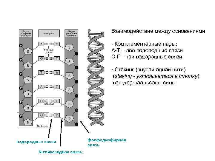 Взаимодействие между основаниями - Комплементарные пары: А-Т – две водородные связи С-Г – три