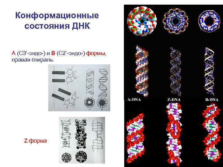 Днк 22.01 2024. Бета форма ДНК. Z форма ДНК. Конформационные формы ДНК. Альтернативные формы двойной спирали ДНК..