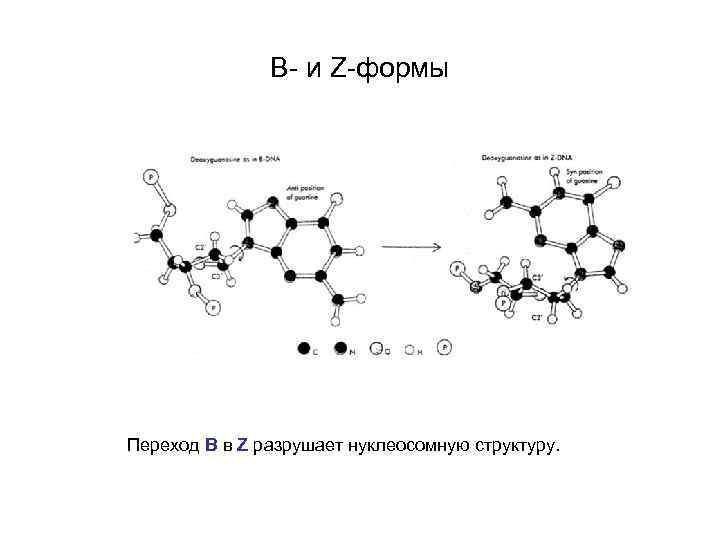 B- и Z-формы Переход В в Z разрушает нуклеосомную структуру. 