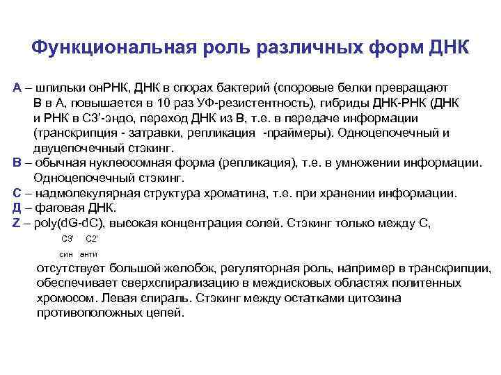 Функциональная роль различных форм ДНК А – шпильки он. РНК, ДНК в спорах бактерий