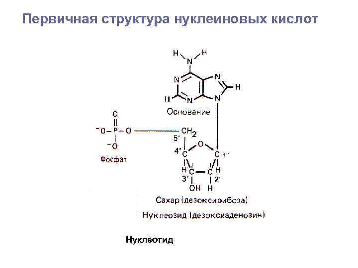 Первичная структура нуклеотида. Первичная структура нуклеиновых кислот. Структура нуклеиновых кислот первичная структура. Первичная и вторичная структура нуклеиновых кислот. Вторичную структуру нуклеиновых кислот стабилизируют связи.