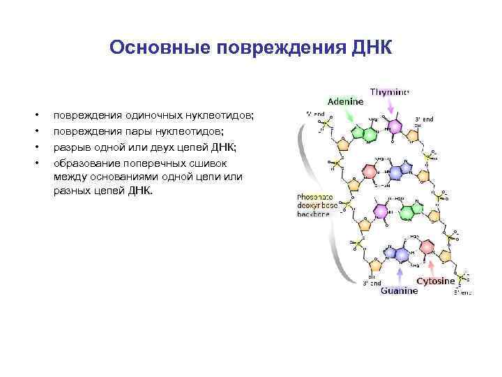 Включение двух лишних нуклеотидов в молекулу. Поперечные сшивки между нитями ДНК. Структуры оснований в составе ДНК. Повреждение молекул ДНК. Типы повреждений ДНК.