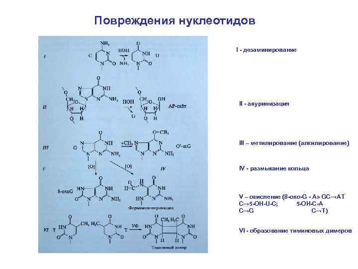 Повреждения нуклеотидов I - дезаминирование II - апуринизация III – метилирование (алкилирование) IV -