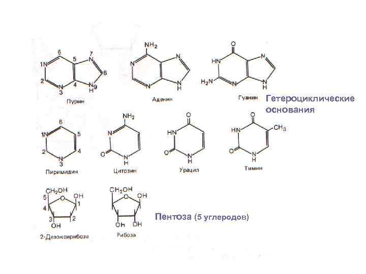 Презентация азотсодержащие гетероциклические соединения нуклеиновые кислоты