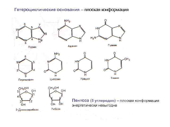 Азотсодержащие гетероциклические соединения нуклеиновые кислоты презентация 10 класс