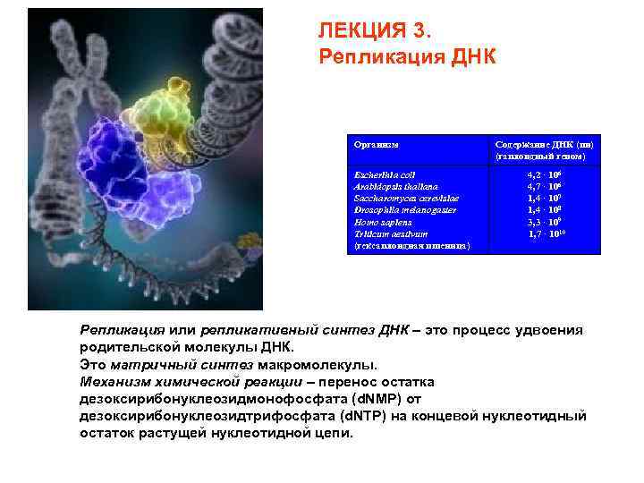 ЛЕКЦИЯ 3. Репликация ДНК Организм Escherihia coli Arabidopsis thaliana Saccharomyces cerevisiae Drosophila melanogaster Homo