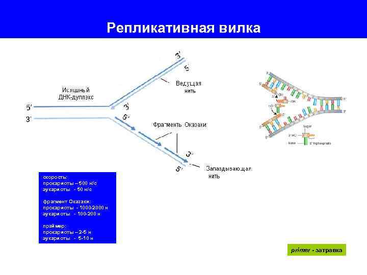 Схема репликационной вилки