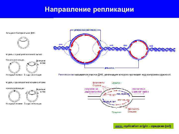 Матрица для процесса репликации