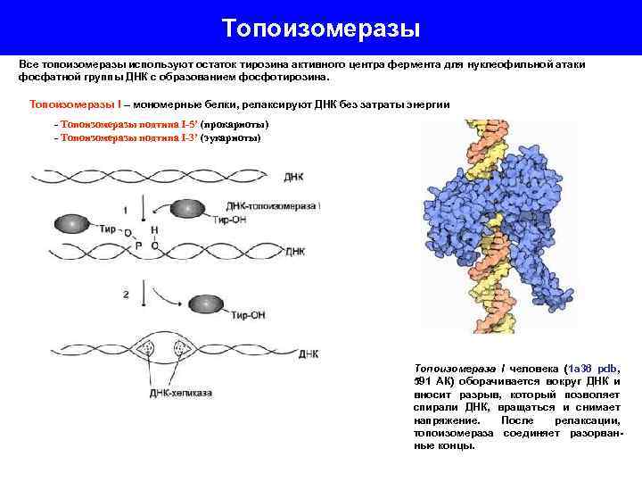 Топоизомеразы Все топоизомеразы используют остаток тирозина активного центра фермента для нуклеофильной атаки фосфатной группы