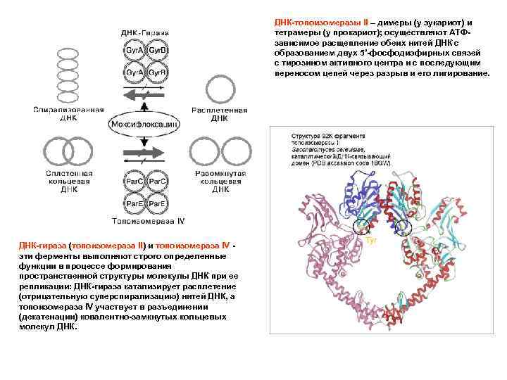 ДНК-топоизомеразы II – димеры (у эукариот) и тетрамеры (у прокариот); осуществляют АТФзависимое расщепление обеих