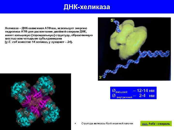 Атф днк. Функция ДНК хеликазы. Фермент хеликаза. Хеликаза и геликаза. ДНК-хеликаза структура.