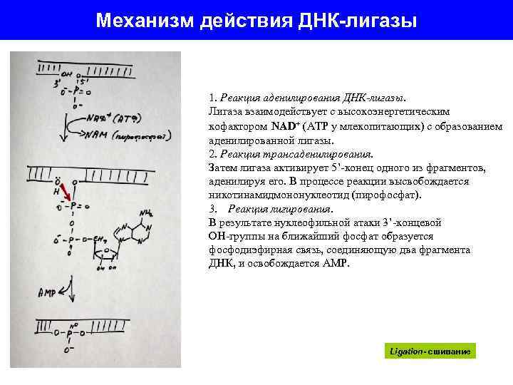 Механизм днк. Механизм действия ДНК-лигазы. Схема механизма действия ДНК-лигазы. Лигаза фермент функции. Лигазы механизм действия.