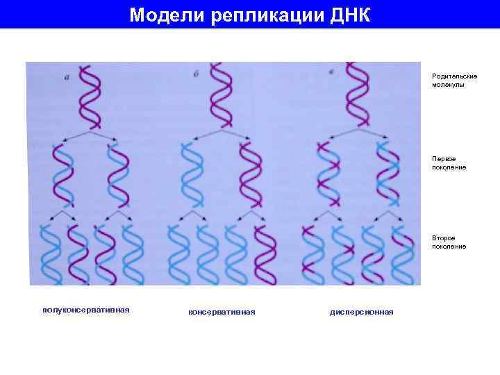 3 репликация. 3 Модели репликации ДНК. Полуконсервативный механизм репликации ДНК бактерий. Полуконсервативная репликация ДНК бактерий. Модель полуконсервативной репликации.