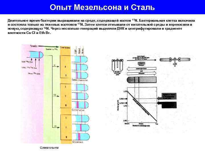 Опыт Мезельсона и Сталь Длительное время бактерии выращивали на среде, содержащей изотоп 15 N.