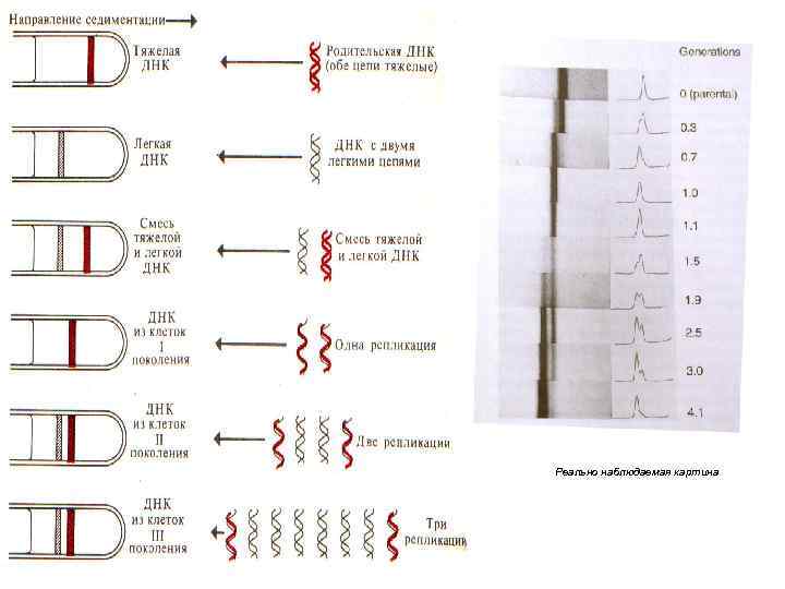 Реально наблюдаемая картина 